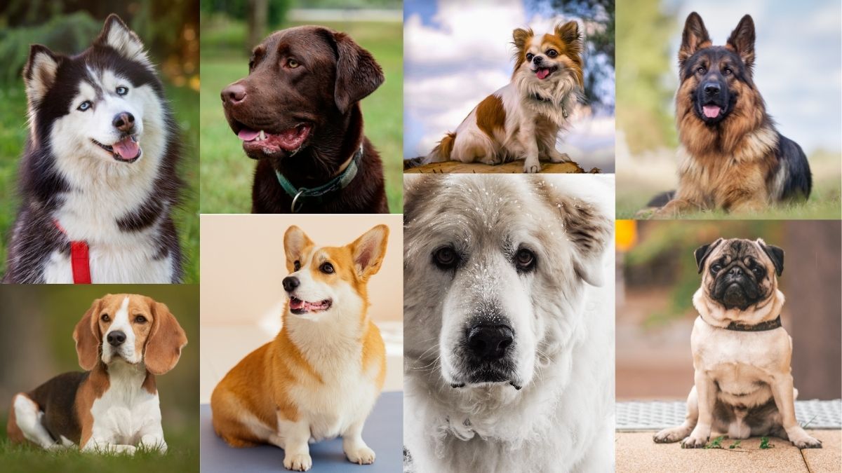 dog breeds | Animals of the Pacific Northwest